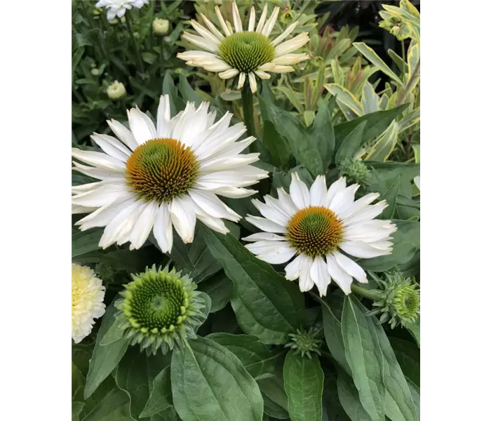  * Echinacea 'SunMagic 