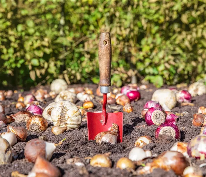 Krankheiten und Schädlinge an Blumenzwiebeln und -knollen erkennen