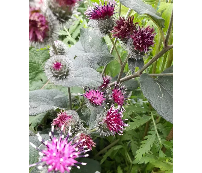 Arctium lappa