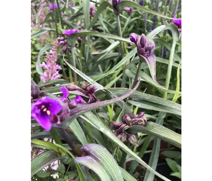 Tradescantia andersoniana Tradescantia andersoniana