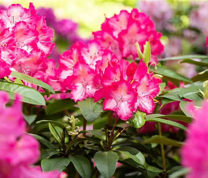 Krankheiten und Schädlinge an Rhododendren erkennen und vorbeugen