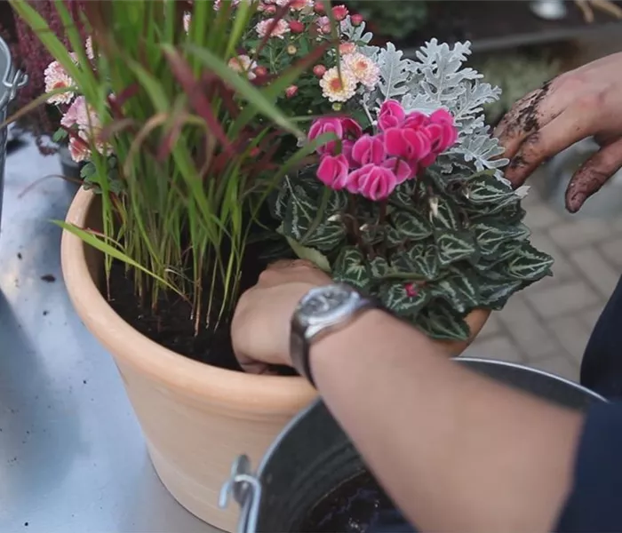 Blumenkübel - Bepflanzung für den Herbst