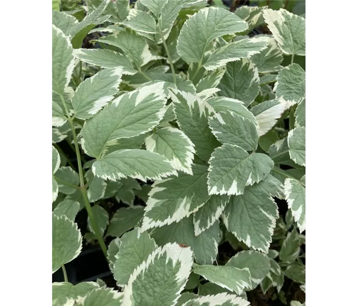 Aegopodium podagraria