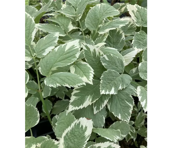 Aegopodium podagraria