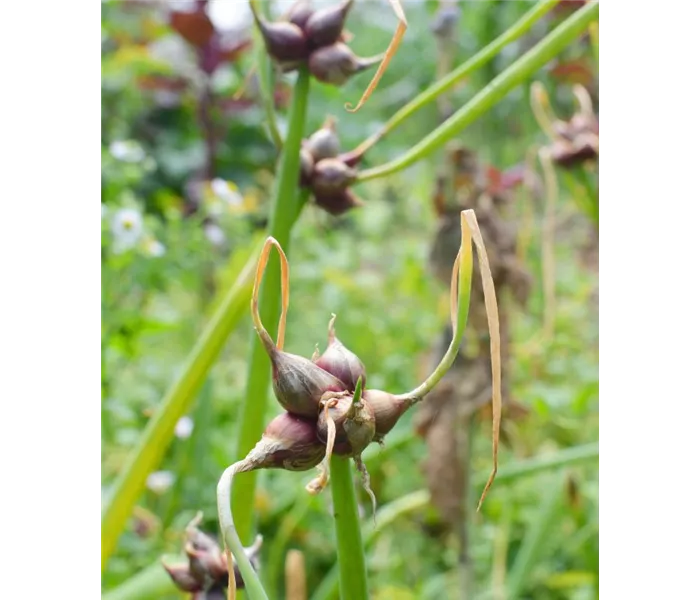 Allium cepa var. viviparum