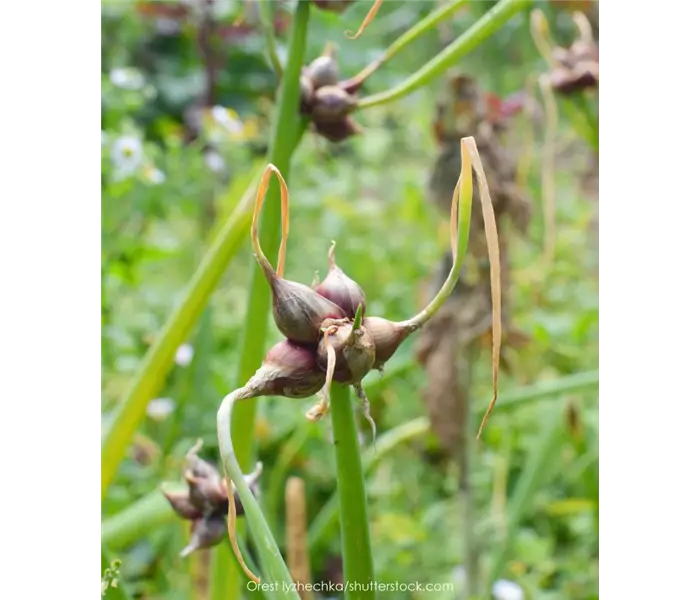 Allium cepa var. viviparum