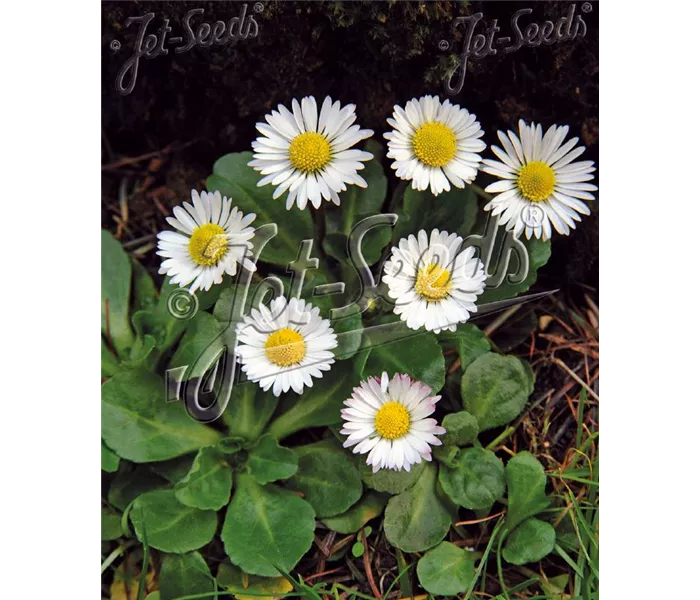 Bellis perennis