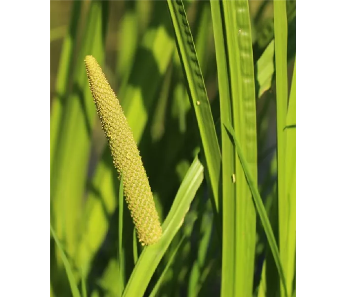 Acorus calamus americanus