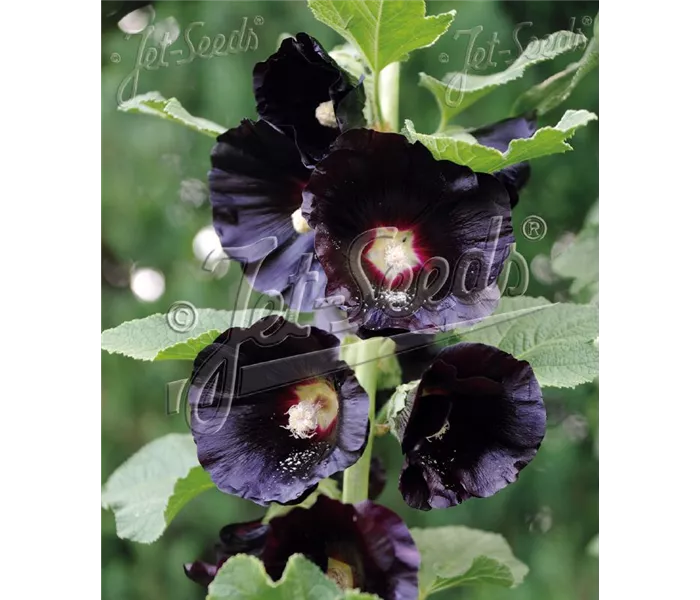 Alcea rosea var. nigra