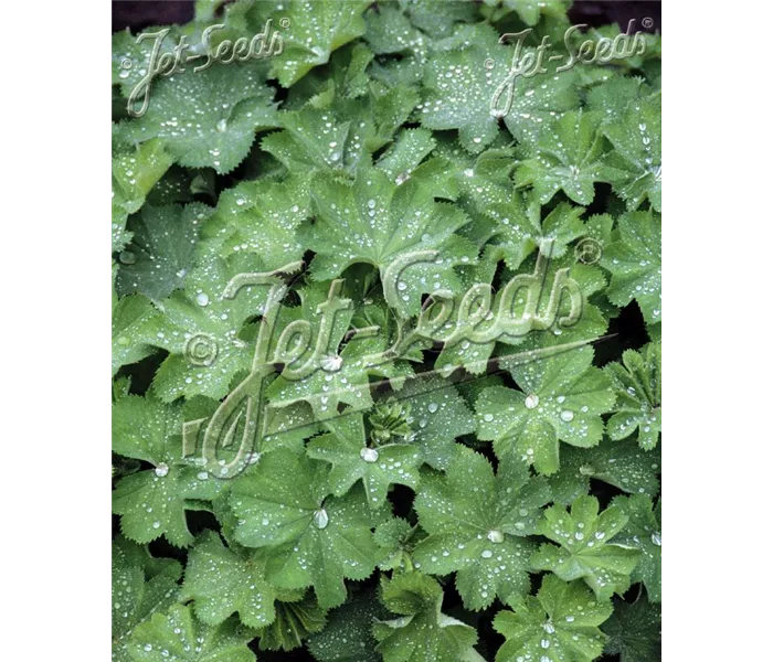 Alchemilla mollis