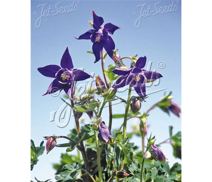 Aquilegia alpina hort.