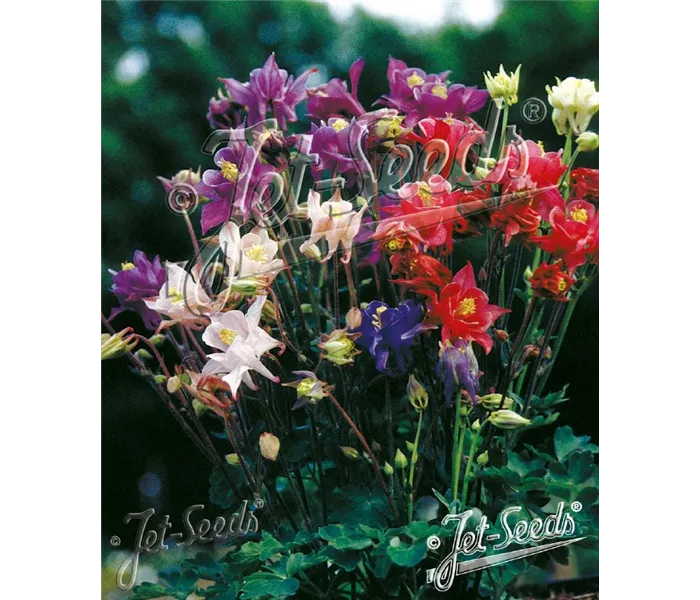 Aquilegia caerulea Hybride
