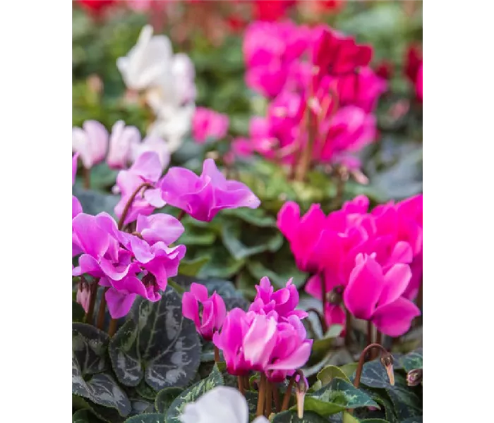 Cyclamen hederifolium