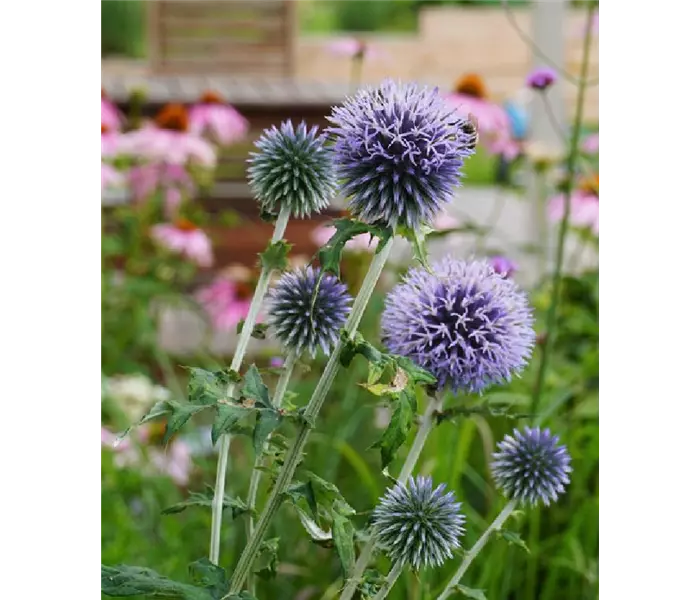 Echinops ritro