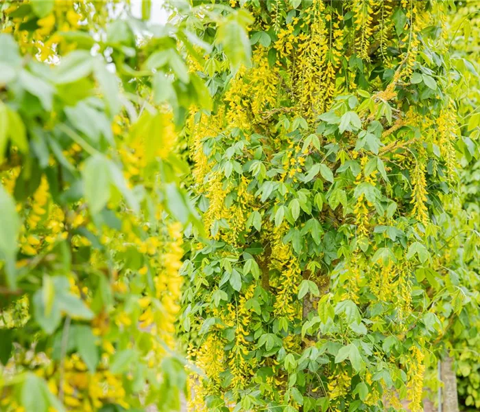 Laubgehölze einpflanzen – Gut gepflanzt ist halb gepflegt