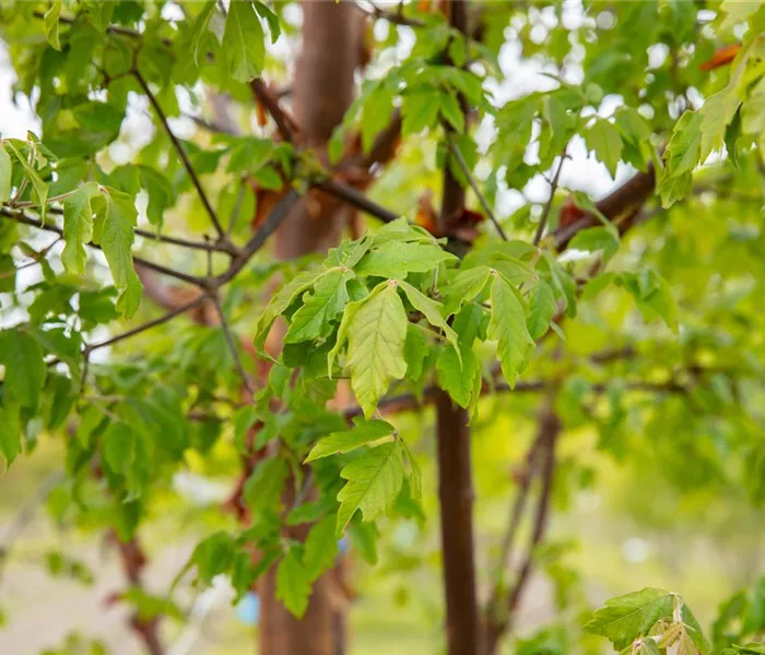 Laubgehölze kaufen und den Garten zum Leuchten bringen
