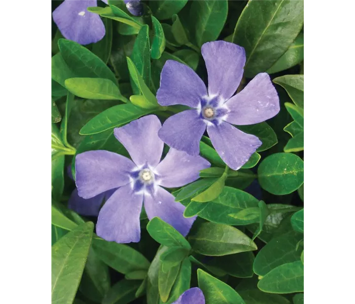 Vinca major