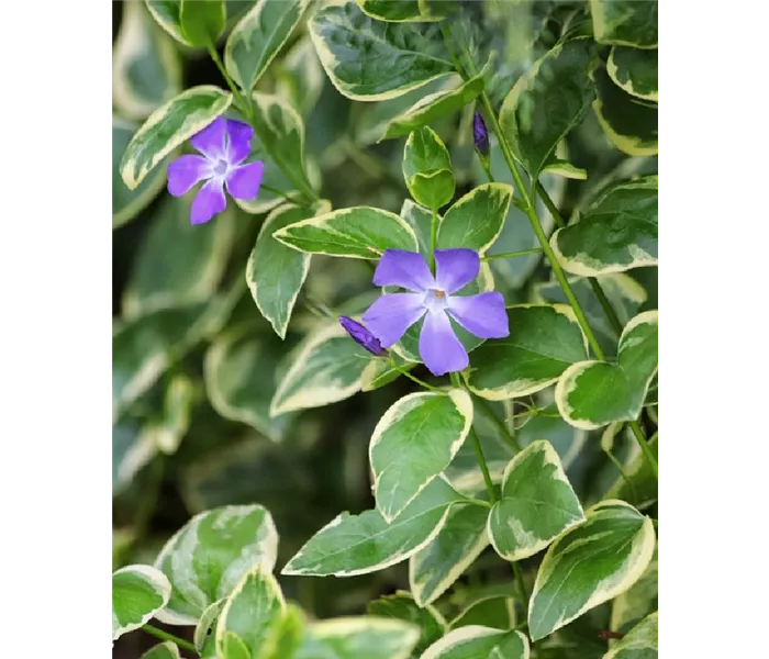 Vinca major 'Variegata'