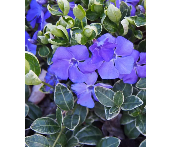 Vinca minor 'Ralph Shugert'