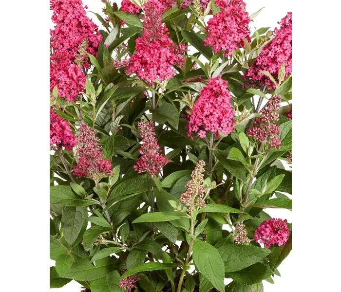 Buddleja davidii, Zwerg-Sommerflieder