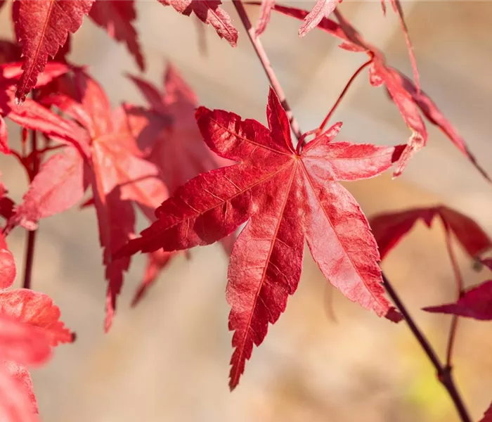 Laubgehölze nach dem Kauf optimal versorgen