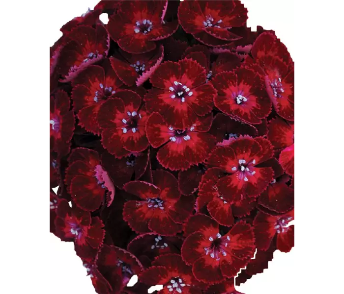 Dianthus barbatus