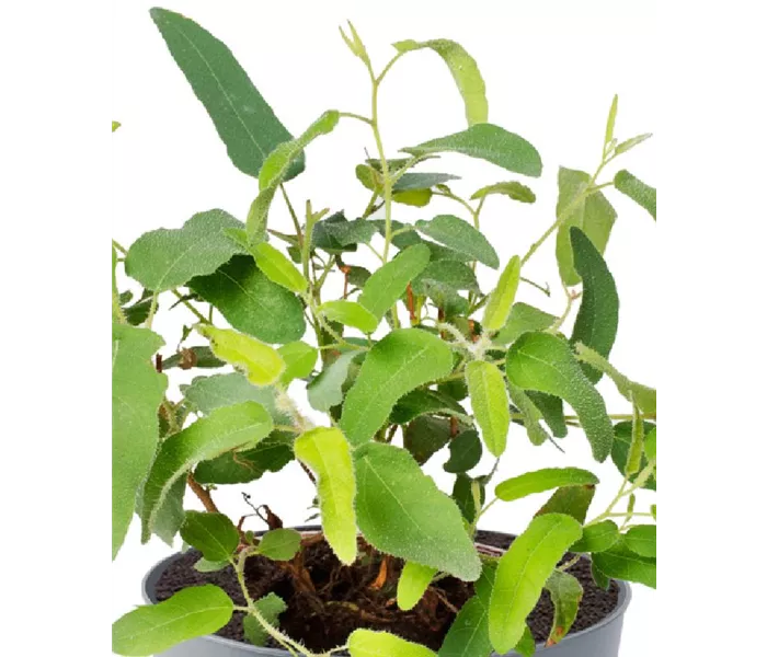 Eucalyptus citriodora