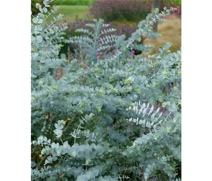 Eucalyptus gunnii 'Silver Dollar'