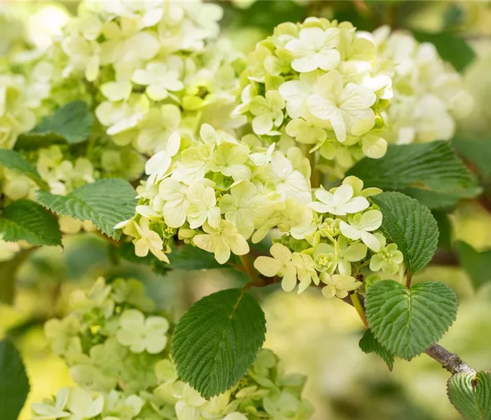Laubgehölze pflegen – So bleibt der Garten schön