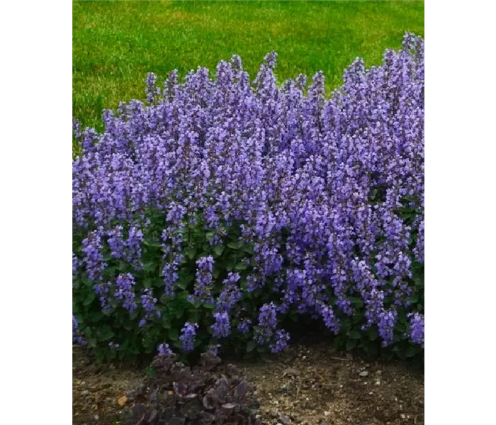 Nepeta faessenii