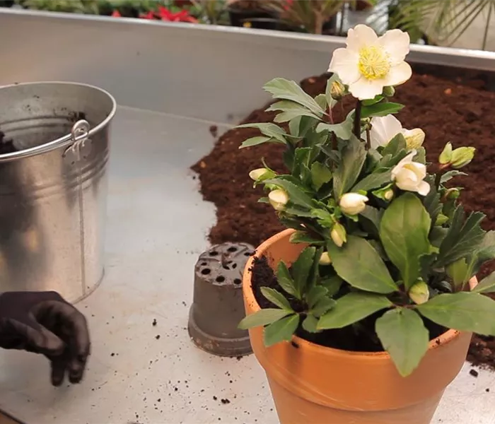 Christrose - Einpflanzen in ein Gefäß