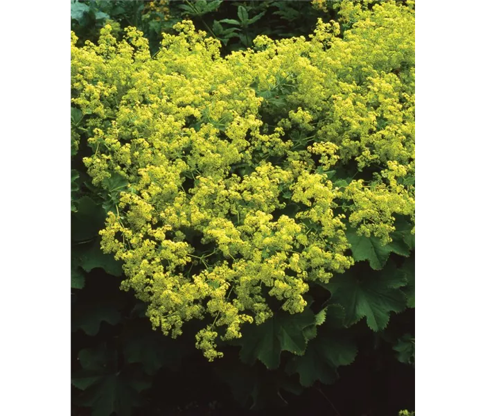  * Alchemilla mollis 