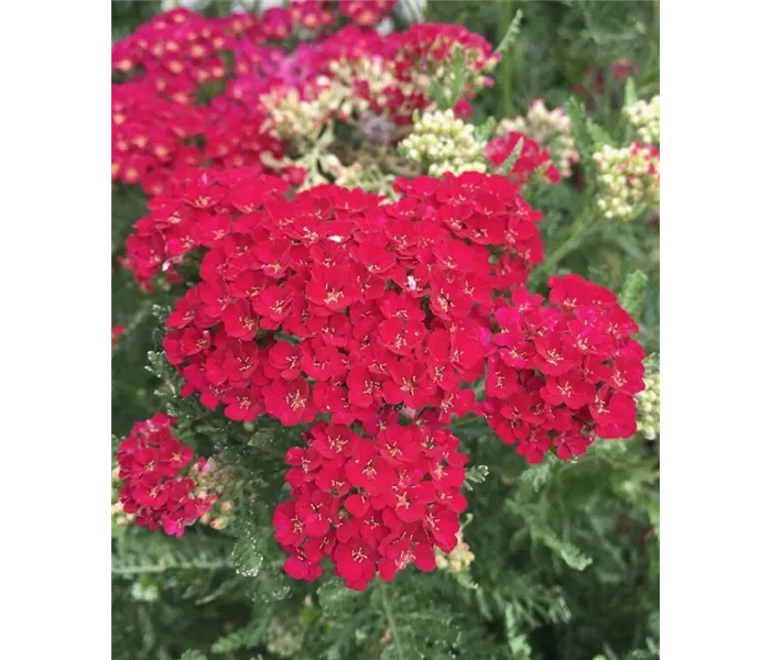 Achillea millefolium
