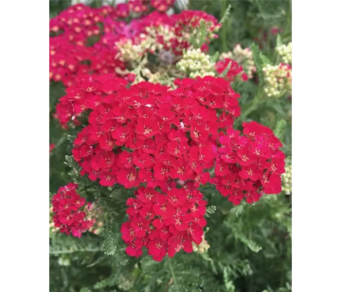 Achillea millefolium