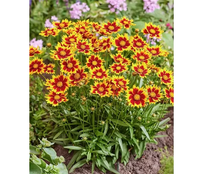  * Coreopsis grandiflora 
