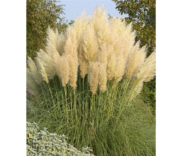  * Cortaderia selloana 