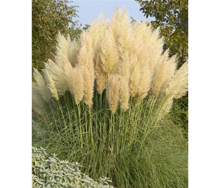  * Cortaderia selloana 