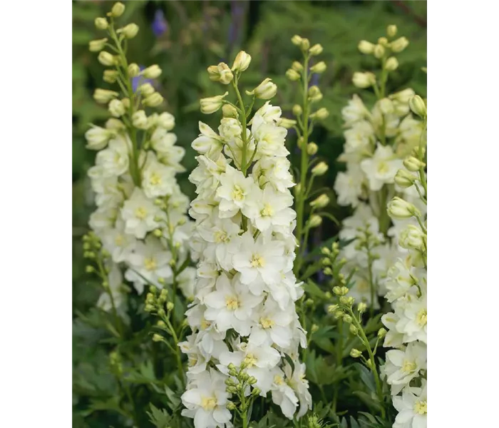  * Delphinium Delgenius 