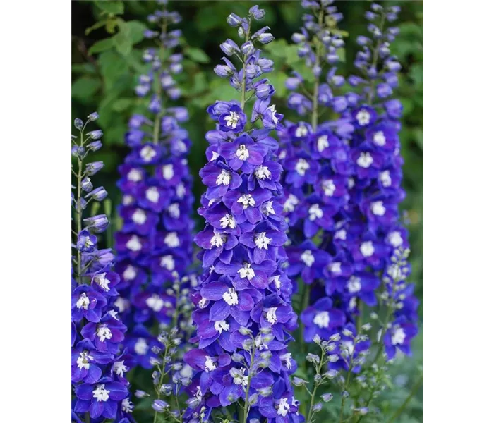  * Delphinium elatum Delgenius 