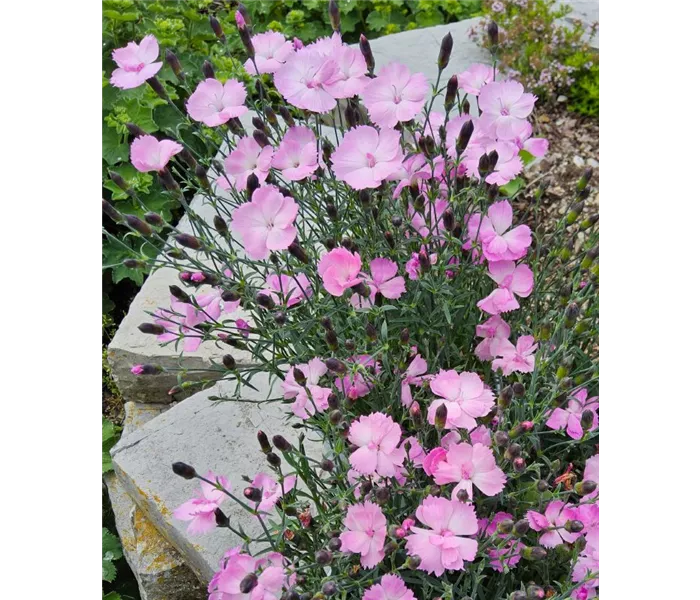  * Dianthus caryophyllus 