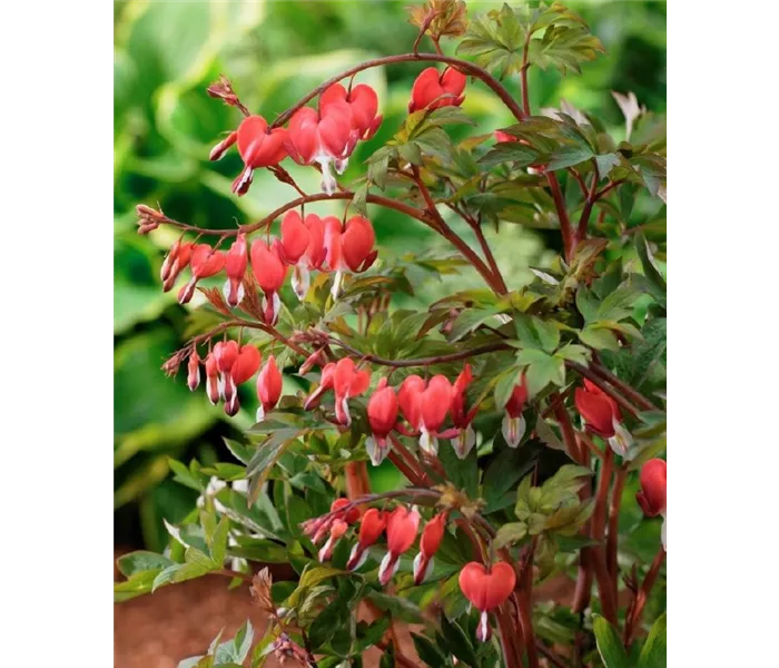  * Dicentra spectabilis 
