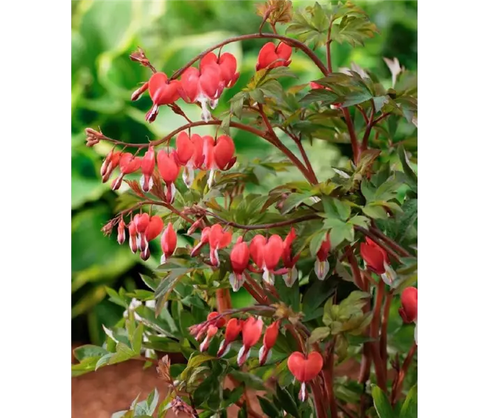  * Dicentra spectabilis 