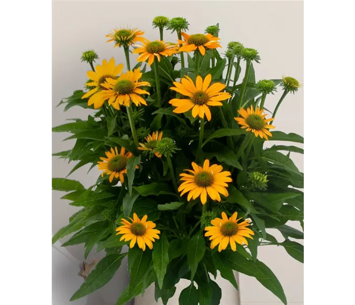  * Echinacea purpurea 