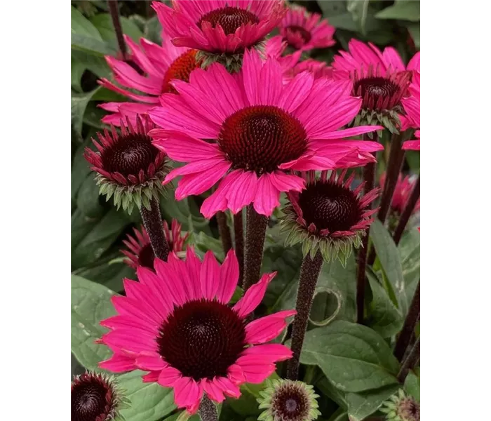 * Echinacea purpurea 