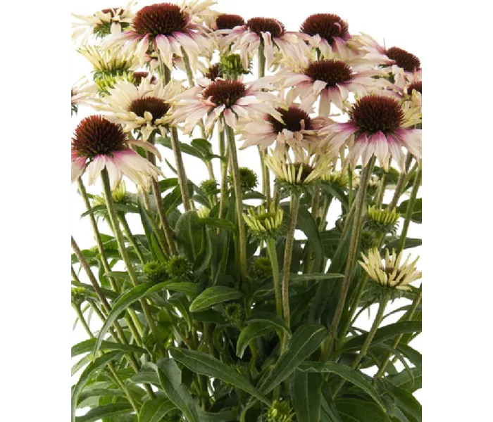  * Echinacea purpurea, Sonnenhut 