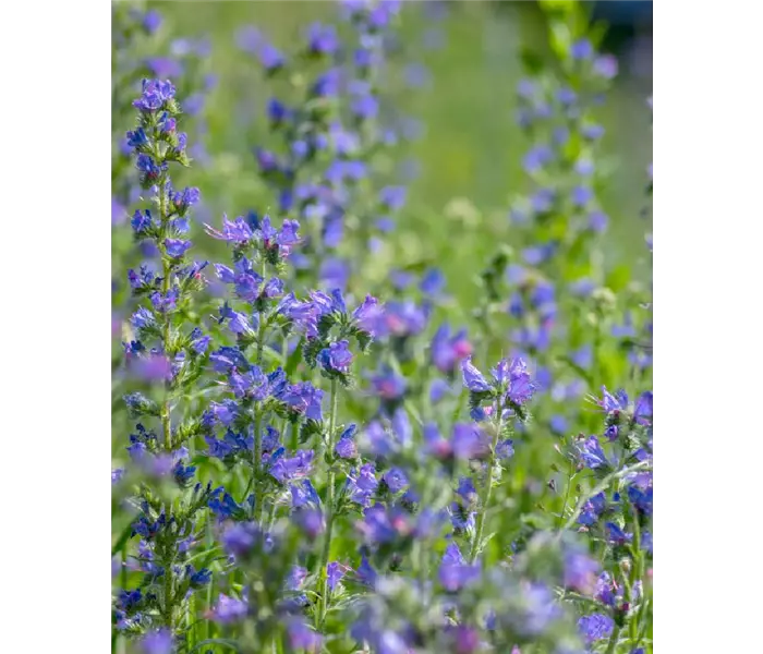  * Echium vulgare 