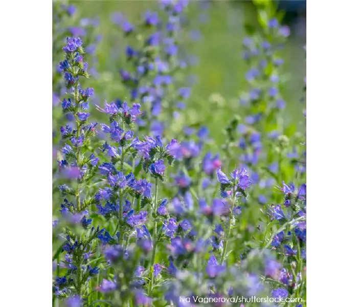  * Echium vulgare 
