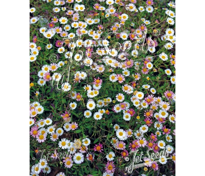  * Erigeron karvinskianus 