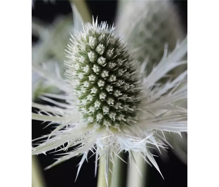  * Eryngium planum 