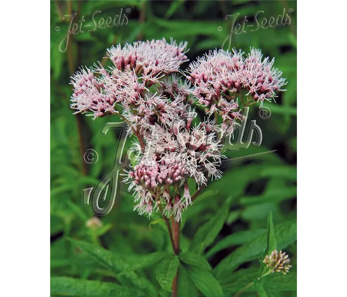  * Eupatorium cannabinum 